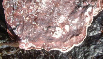 Encrusting red algae